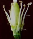  See base of stamens